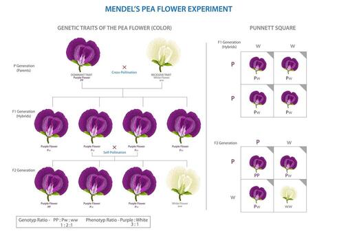 Mendel's pea experiment, Unraveling laws of inheritance, genetic inheritance revelations vector