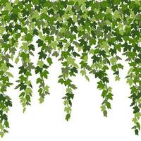 Ivy curtain, green creeper vines isolated on white background. Vector illustration in flat cartoon style