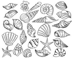 Hand Drawn Sea Shell Element vector