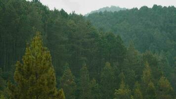 a forest full of green trees above the mountains video