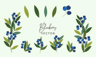 Set of blueberry with leaves design vector