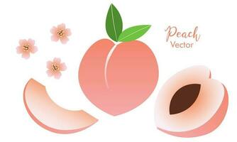 vector set of colorful juicy peach isolated on white