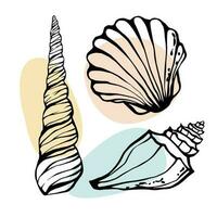 Hand drawn Sea shells freehand line art summer marine design elements collection. Vector illustration.