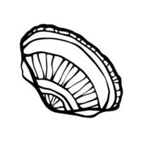 Hand drawn Sea shell. Conch or clam shell ink line art freehand design element on white background. Vector illustration.