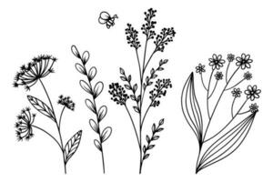 Different wildflowers and herbs with a bee. Hand drawn botanical flowers and leaf vector with bee