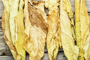 Dry leaf tobacco photo