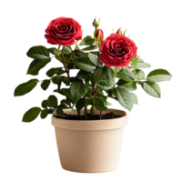 isolated potted plant and flowers for decoration, ai generated png