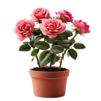 isolated potted plant and flowers for decoration, ai generated png