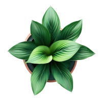 isolated potted plant and flowers for decoration, ai generated png