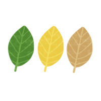 Drawing of a variety of colored leaves isolated on transparent background for nature decoration and springtime concept png