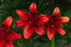 rojo lirio flores en el verano jardín foto
