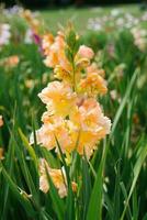 Orange gladioli flowers in the garden in summer photo