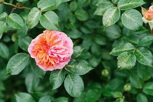hermosa flores de el en forma de peonía Chippendale Rosa en el jardín en verano foto