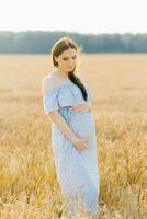 Pregnant brown-haired woman on maternity leave in a high Barley-wheat field photo