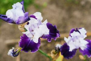 un hermosa blanco y púrpura flor de un barbado iris en un verano jardín de cerca foto