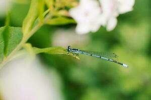 Dragonfly arrow blue sitting on a leaf of grass photo