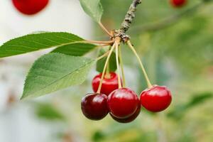 Ripe red organic cherry grows on a branch in the garden photo