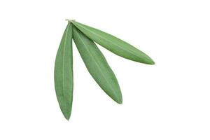 Fresh olive branch leaves isolated on white background photo