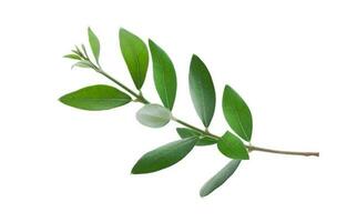 Fresh olive branch leaves isolated on white background photo