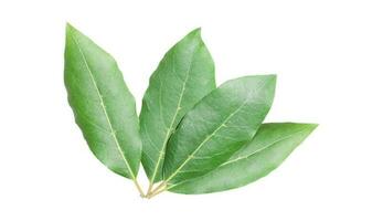 Beautiful laurel leaves isolated on white background. Fresh bay leaves. photo