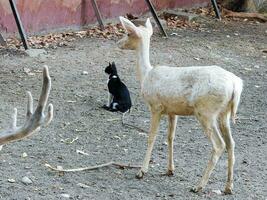 blanco albino ciervo en pie siguiente a gato en Egipto zoo foto