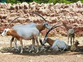 scimitar oryx fil periklu stands in egypt zoo photo