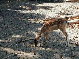 fluffy cute deer eating in the zoo photo