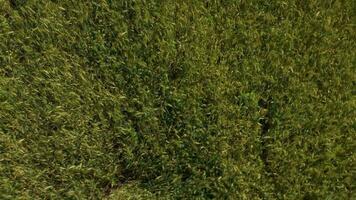 verde trigo campo a partir de pássaros olho visualizar. aéreo tiroteio video
