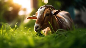 goat photo. Eid ul adha concept. photo