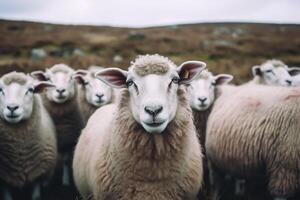 sheep photo. Eid ul adha concept. Generative ai photo