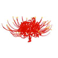 Red spider lily png
