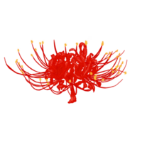 lis araignée rouge png