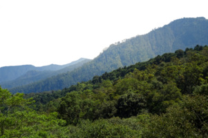 Woud met berg landschap geïsoleerd png