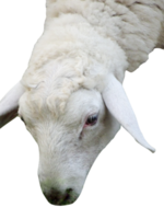 dichtbij omhoog van een schapen geïsoleerd png