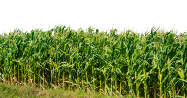 green corn field isolated png