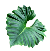 Green leaves pattern of tropical leaf plant isolated png