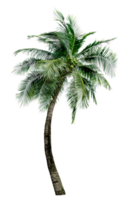verde folhas do palma, coco árvore dobrar isolado png