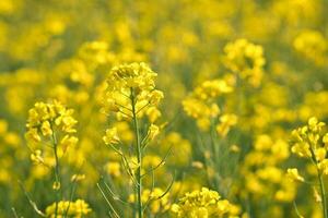 Rape with yellow flowers in the canola field. Product for edible oil and bio fuel photo