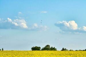 Rape with yellow flowers on the canola field. Cloudy sky. Product for edible photo