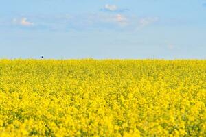 Rape with yellow flowers in the canola field. Product for edible oil and bio fuel photo