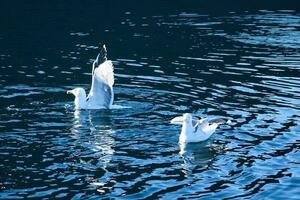 Seagulls takes off in the fjord. Water drops splash in dynamic movement of sea bird. photo