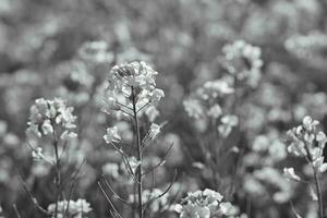 Rape with flowers on the rape field in black and white. Highlighted foreground photo