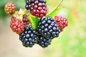 Blackberry on the branch. Ripe fruit. Vitamin rich fruit. Close up of food photo