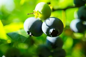 Blueberry on the bush, purple blue fruit. Fruit with green leaves. Harvest from garden photo