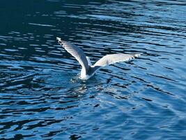 Seagulls takes off in the fjord. Water drops splash in dynamic movement of sea bird. photo