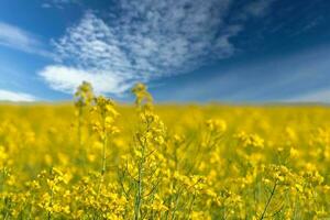 Rape with yellow flowers in the canola field. Product for edible oil and bio fuel photo