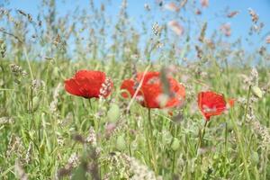 Poppies dreamy in corn field. Red petals in green field. Agriculture on the roadside photo