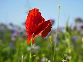 Poppy flower isolated in cornfield. Blue cornflowers in background. Landscape photo