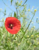 Poppy flower in cornfield. Red petals in green field. Agriculture on the roadside. photo