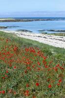 Le Croisic wild coast photo